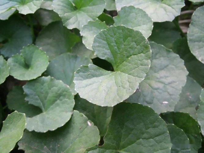 认识叶子的形状