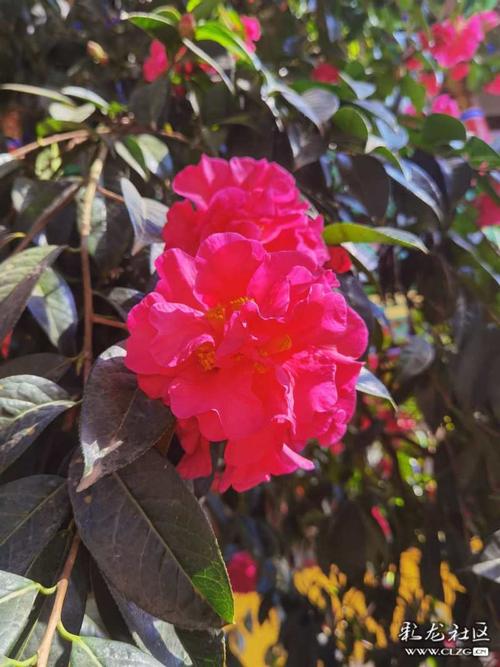 茶花盛开了一一黑龙潭龙泉观里的一棵茶花树开满了又大又红的茶花!