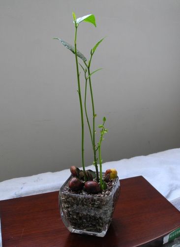 树菠萝种子,[详细阅读]菠萝蜜种子盆栽种植