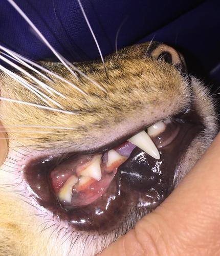 请问这是猫口腔溃疡吗?喂维生素可以吗?