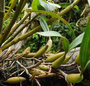 中药材 利水渗湿药 小石韦 xiaoshiwei 别名:反食草,飞惊草,人头发,山