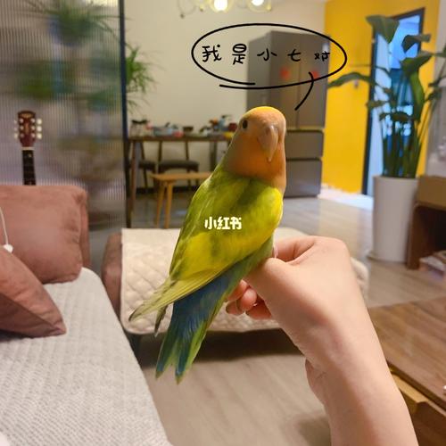 花桃|手养牡丹鹦鹉初体验 彩色小可爱_鹦鹉_牡丹_昆明