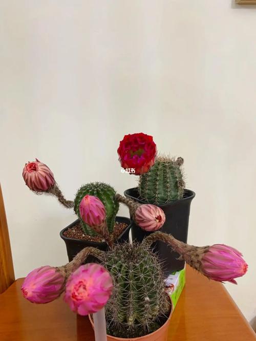 仙人球开花_仙人掌_家居家装_家居装饰_花艺