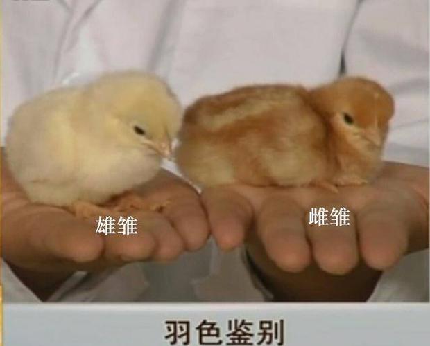 养鸡技术|雏鸡雌雄鉴别六法