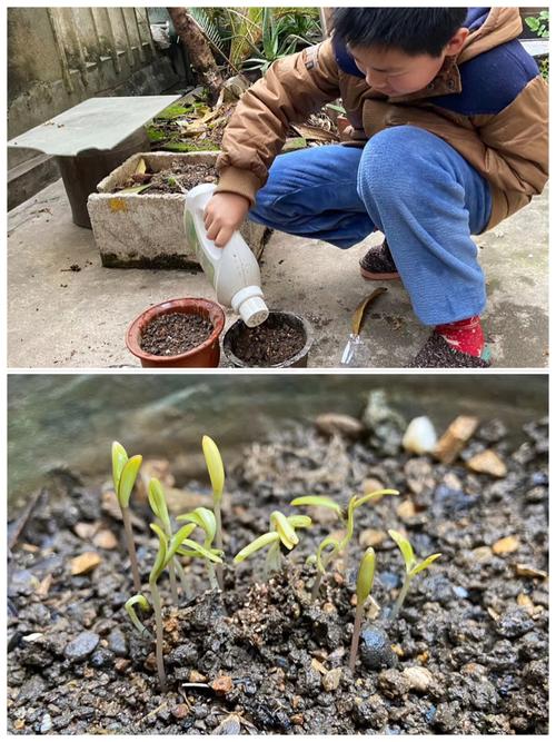 在我精心浇灌下,不到一星期我种的桔梗花就发芽了