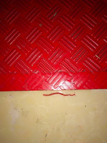 狗尿里有红色蜈蚣一样的虫子