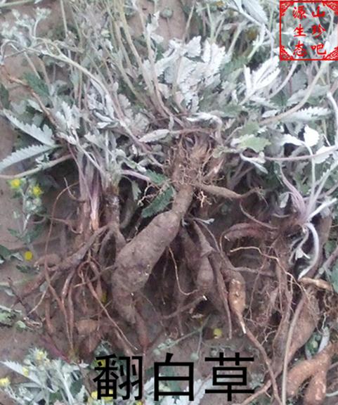 翻白草野生 鸡腿根土人参茶鸡爪参茯苓草有枸杞皮