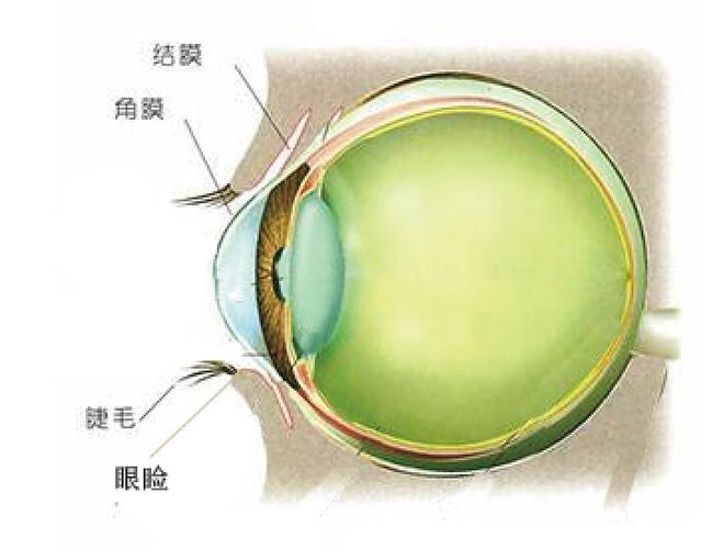 (角膜和眼睑结构)