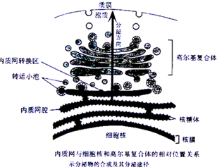 其结构,成分完全相同 b图中的箭头方向是指经内质网合成的所有物质