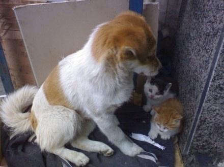 前两天面店的楼上掉落了这2只小猫眯,流浪狗收养了2只流浪猫