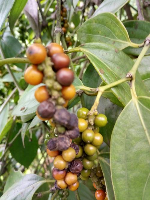 近日受连续降雨天气影响,树上的胡椒大多熟到黑.