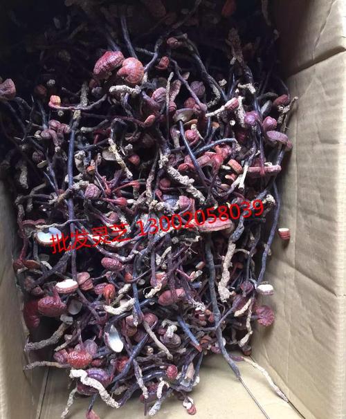 森林珍宝【海南灵芝王】野生灵芝 海南五指山灵芝王 野生灵芝王