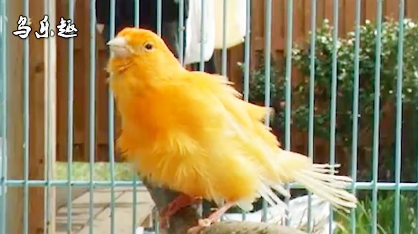 玉鸟母鸟叫声视频在线观看 - 西瓜视频