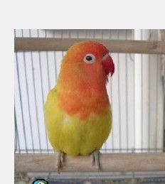 手养金丝彩虹牡丹鹦鹉幼鸟,绿桃牡丹鹦鹉幼鸟 (实物图)