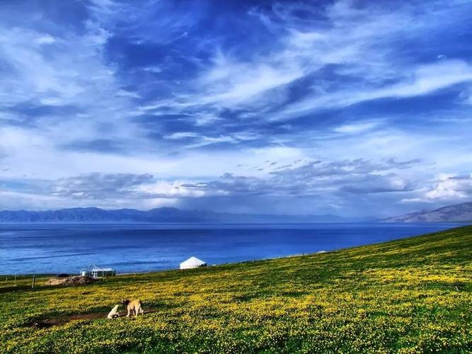进入这紫色的花海,香草的天空,浪漫无比
