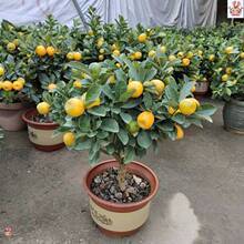 金桔树盆栽四季桔子树带果招财室内客厅观赏阳台绿植大型植物年桔