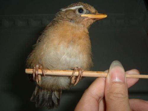 画眉雏鸟怎么分公母