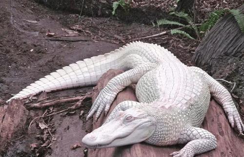 全球最稀有的3种动物,白孔雀上榜,最后一种比熊猫还珍贵!