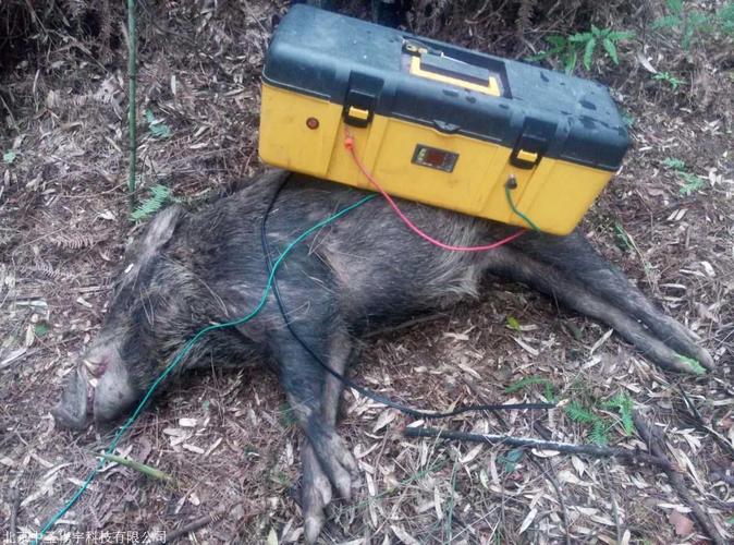 高压电野猪机山东野猪机厂家12年