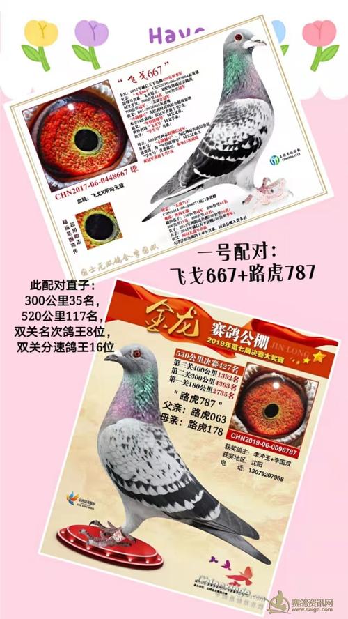 21年公棚获奖鸽及父母赏析!