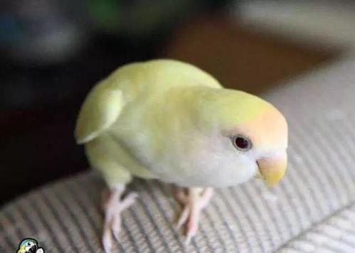 面类牡丹鹦鹉18种基础基因介绍