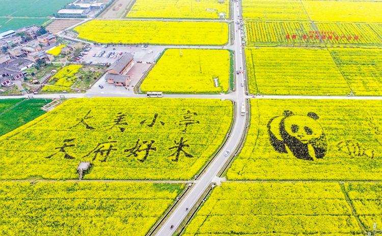 十万亩油菜花田携金黄洒满大地春色满园颜值高有内涵