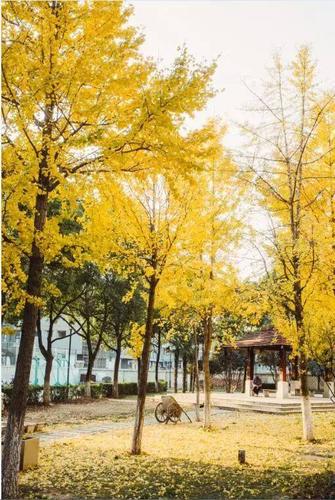 南京校园秋色榜②