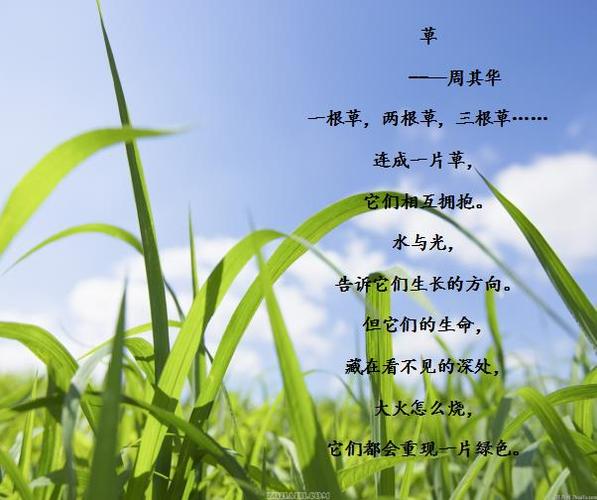 繁星浪花中泰中心小学405班短诗集二――诗歌让我们用明亮的眼睛看