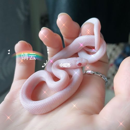 暴风雪玉米蛇_玉米_摄影_玉米蛇_生活记录_接地气生活