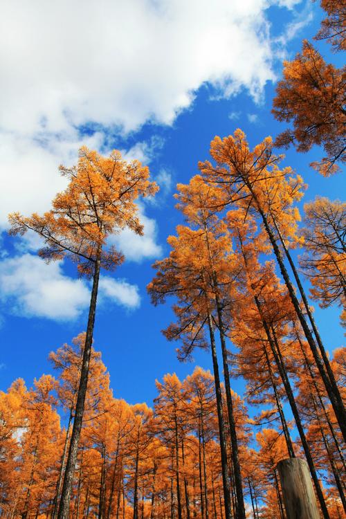 远山景色长焦比较适合,植物茂密比较杂乱,所以推荐大广角跟长焦镜头.