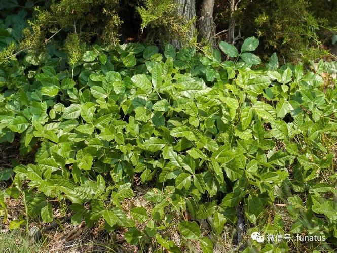 > 毒藤(户外活动的威胁)   pacific poison oak,图片引自poison-ivy