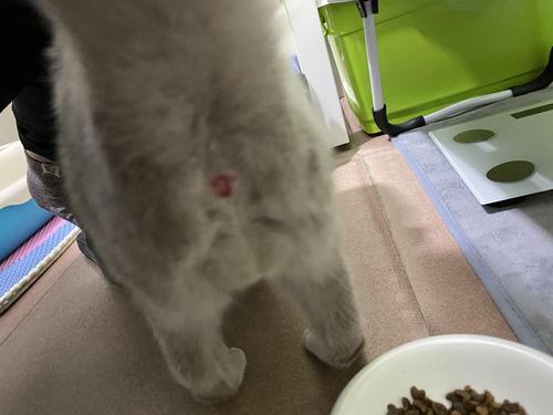 【讨论】猫咪轻微便血2个多月(有便血图)