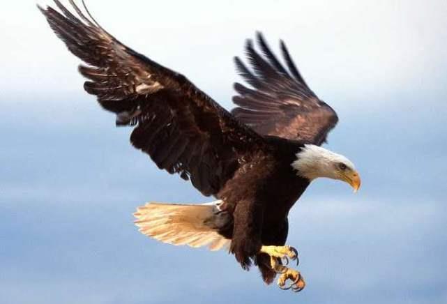 空中霸主老鹰也有天敌,如果被这种小鸟盯上,插翅也难逃了!