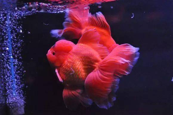 经验再谈泰狮的家庭饲养5个要点需牢记