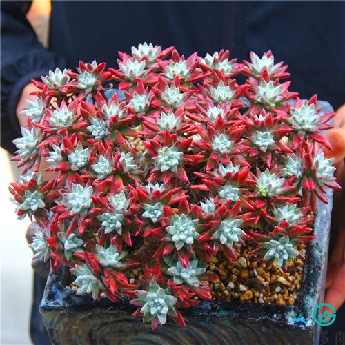 淘多肉 丸叶白菊 多头老桩群生仙女杯 进口植物云南满包邮