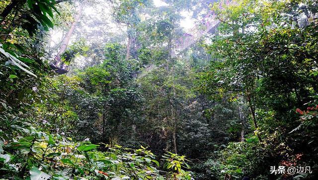 西双版纳原始森林公园