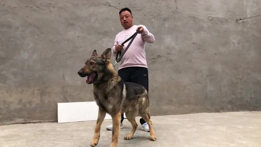 这只正宗老版昆明犬,聪明机警智商高,喜欢昆明犬的来