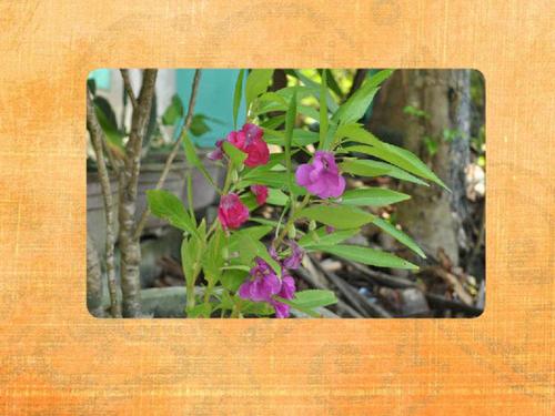 越南凤仙花,凤仙花科,矮小草本,肉质,全株无毛.