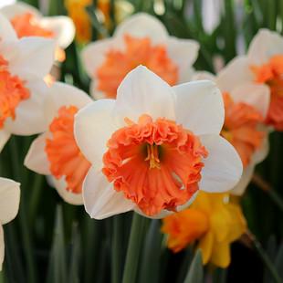 10颗洋水仙种球荷兰进口水仙花耐寒盆栽室内庭院土培花卉四季易活