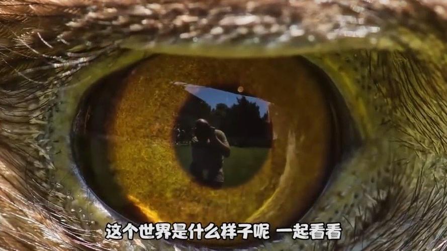 动物眼中的世界什么样
