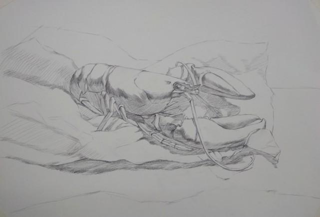 大龙虾素描练习