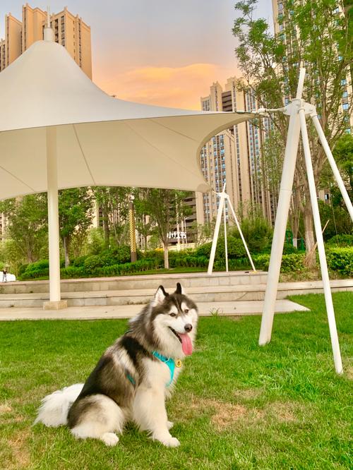 西安市内可以带狗玩的地方_狗狗_夕阳_狗狗日常_宠物