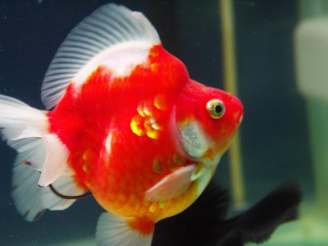  p>镏金金鱼的主要特征是体型短而圆,眼球正常,头尖,各鳍发达,四开