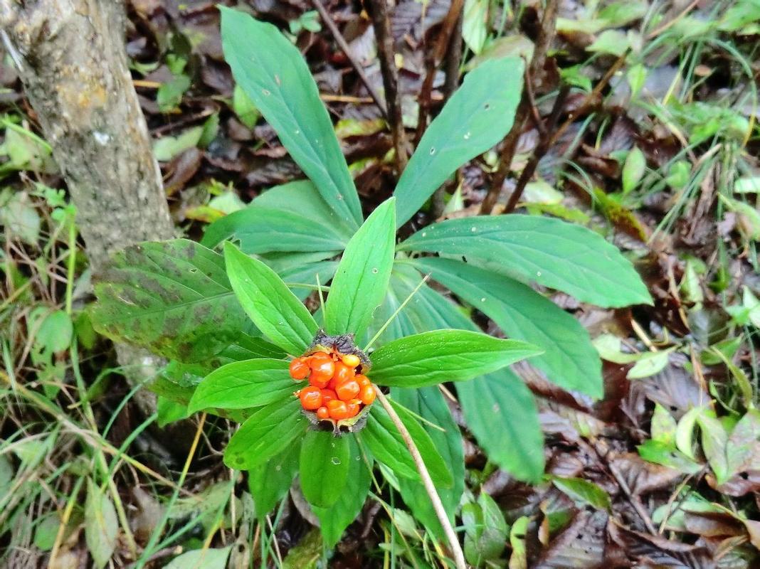 水红花种子@多少钱一公斤√哪里的质量好
