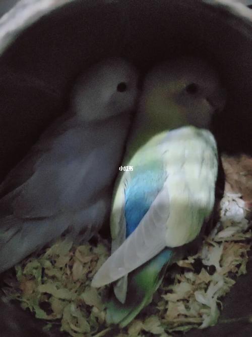 来一组睡觉晚安图#手养牡丹鹦鹉_鹦鹉_牡丹_手养牡丹鹦鹉_宠物_宠物