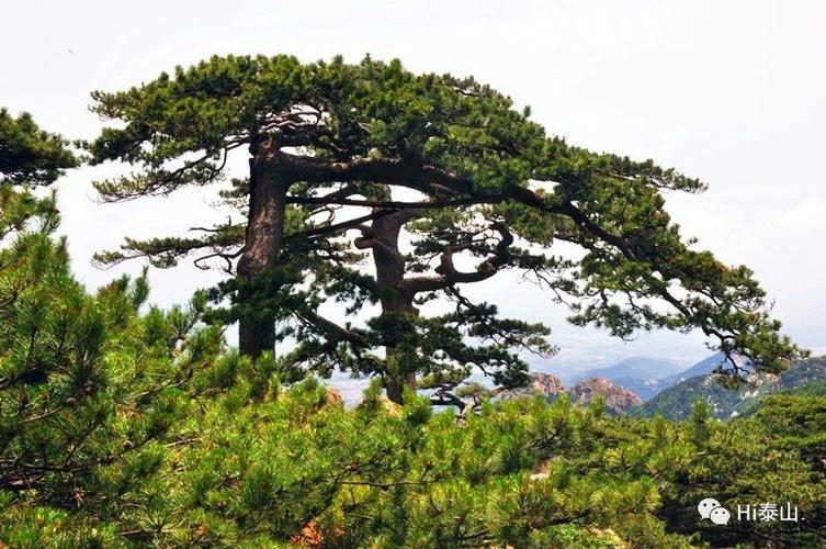 新版5元人民币纸币今日正式发行,依旧满满的泰山元素