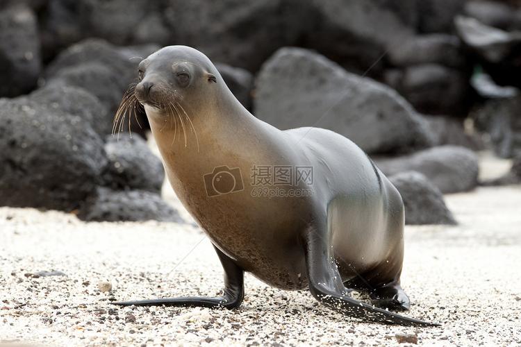 海狮摄影图片免费下载_动物图库大全_编号500438700