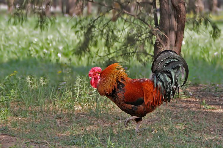 波波农庄:公鸡中的战斗机