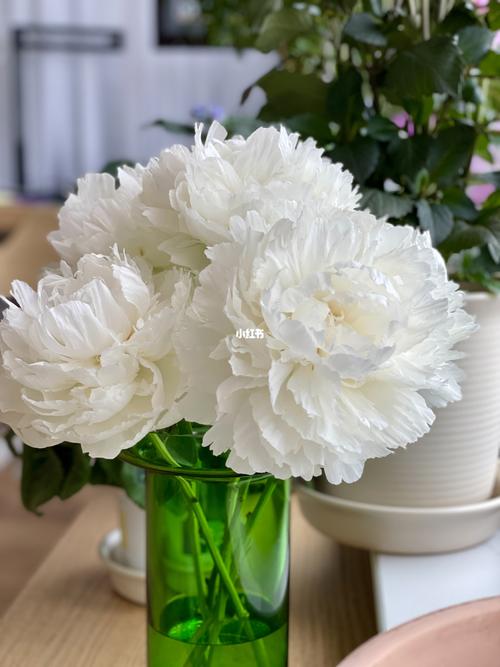 奶油碗芍药_奶油_芍药_鲜花_点缀生活的鲜花_家居家装