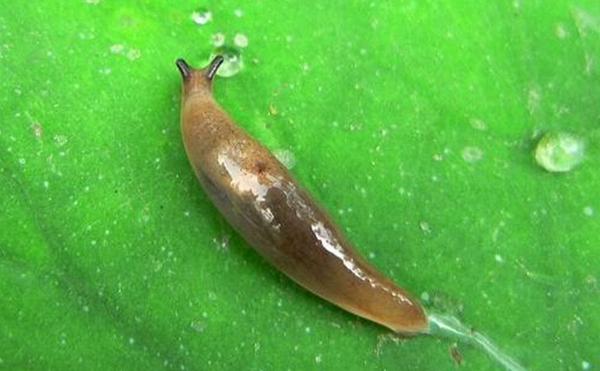 鼻涕虫是怎幺长出来的?